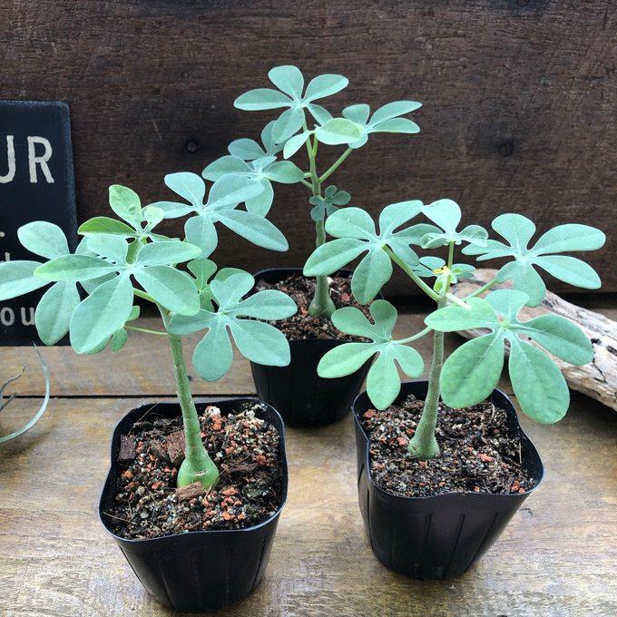 アデニア グラウカ』 幻蝶かずら Adenia Glauca 多肉植物 : パリ