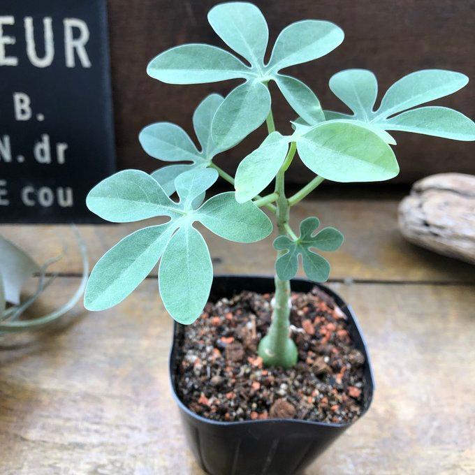 アデニア グラウカ』 幻蝶かずら Adenia Glauca 多肉植物 : パリ