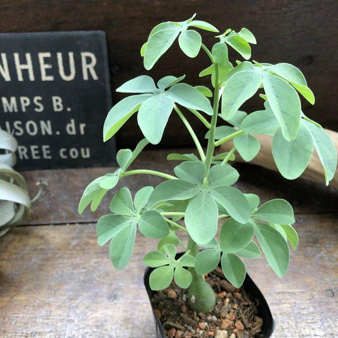 アデニア グラウカ』 幻蝶かずら Adenia Glauca 多肉植物 : パリ