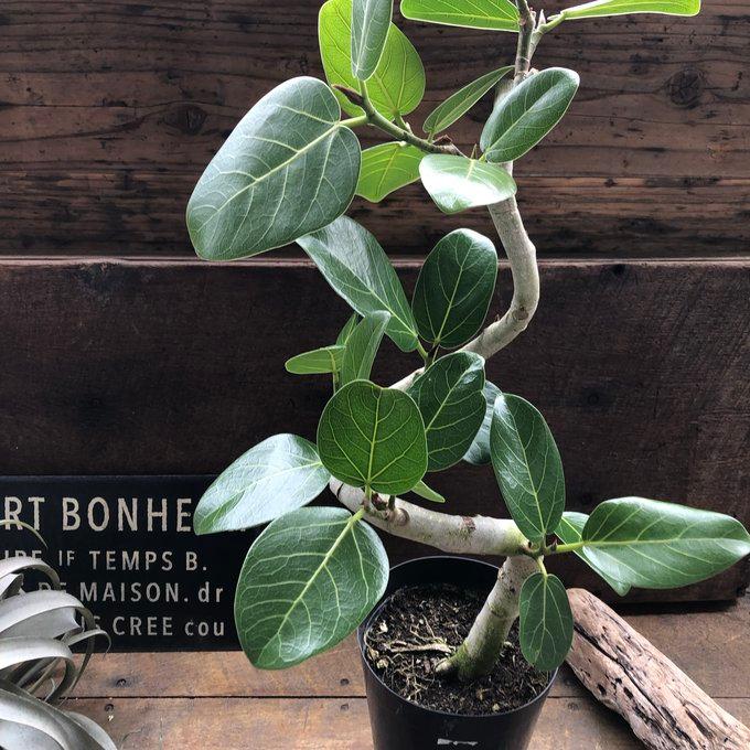 ベンガレンシス 5号 フィカス お部屋に 観葉植物 : パリジェンヌ