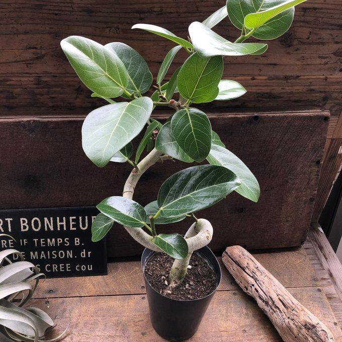 ベンガレンシス 5号 フィカス お部屋に 観葉植物 : パリジェンヌ