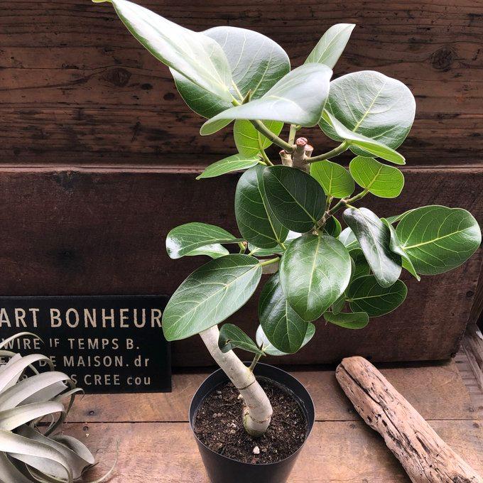 ベンガレンシス 5号 フィカス お部屋に 観葉植物 : パリジェンヌ