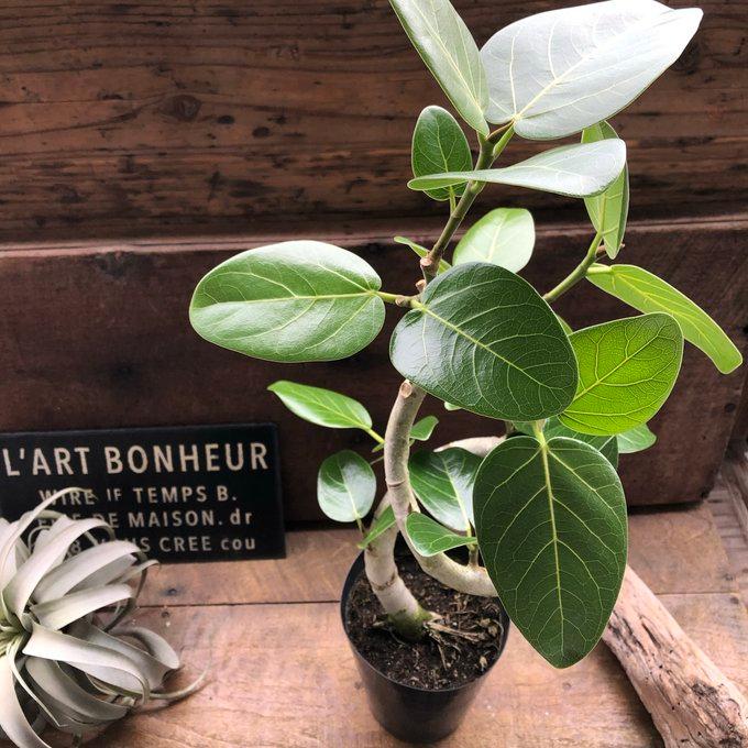 ベンガレンシス 5号 フィカス お部屋に 観葉植物 : パリジェンヌ
