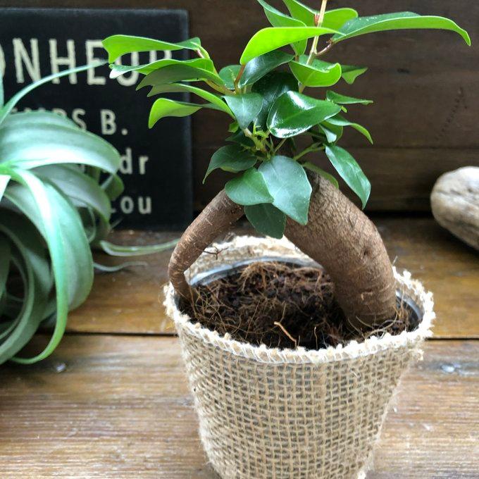観葉植物　ガジュマル ガジュマル 3号サイズ 精霊が宿る 観葉植物 : パリジェンヌ - 通販