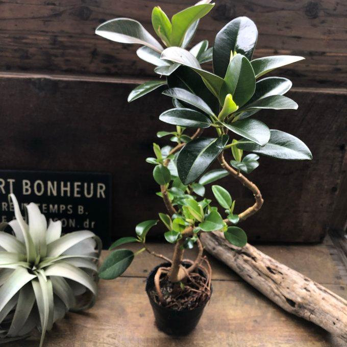 フランスゴムの木 曲がり木 観葉植物 曲がった幹 : パリジェンヌ