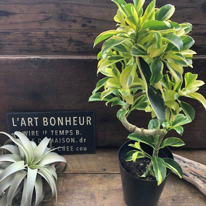 ファグライヤー フィカス 斑入り 希少品種 観葉植物 : パリジェンヌ