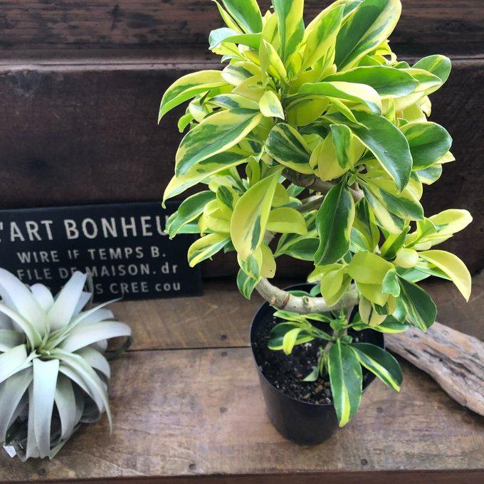 ファグライヤー フィカス 斑入り 希少品種 観葉植物 : パリジェンヌ