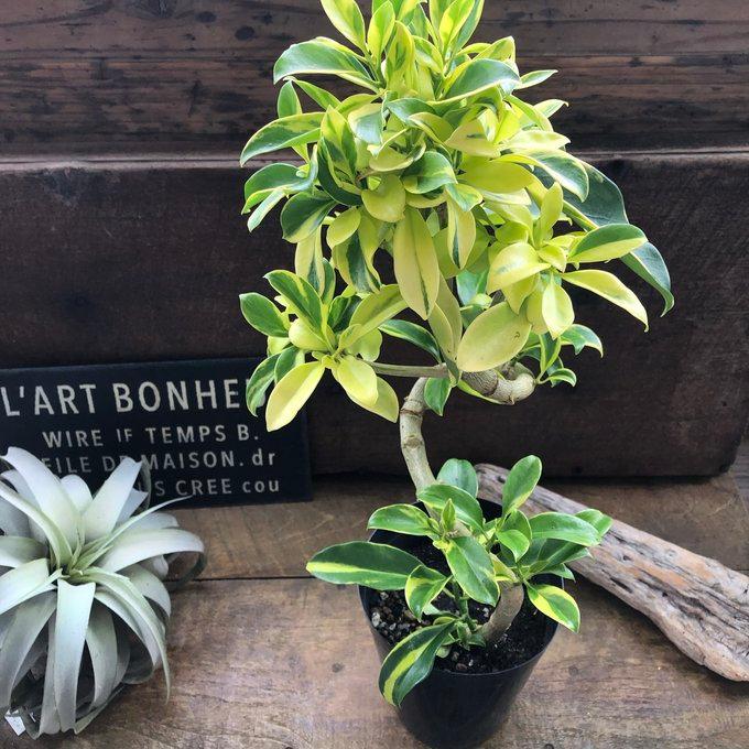 ファグライヤー フィカス 斑入り 希少品種 観葉植物 : パリジェンヌ