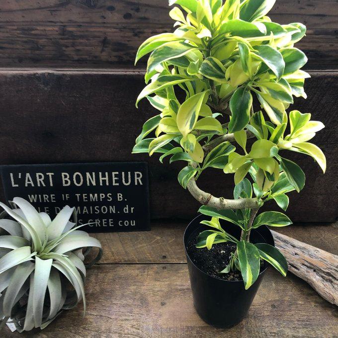 ファグライヤー フィカス 斑入り 希少品種 観葉植物 : パリジェンヌ