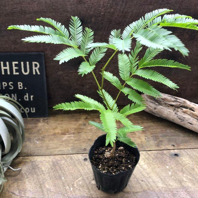 エバーフレッシュ 3号 観葉植物 インテリア : パリジェンヌ - 通販