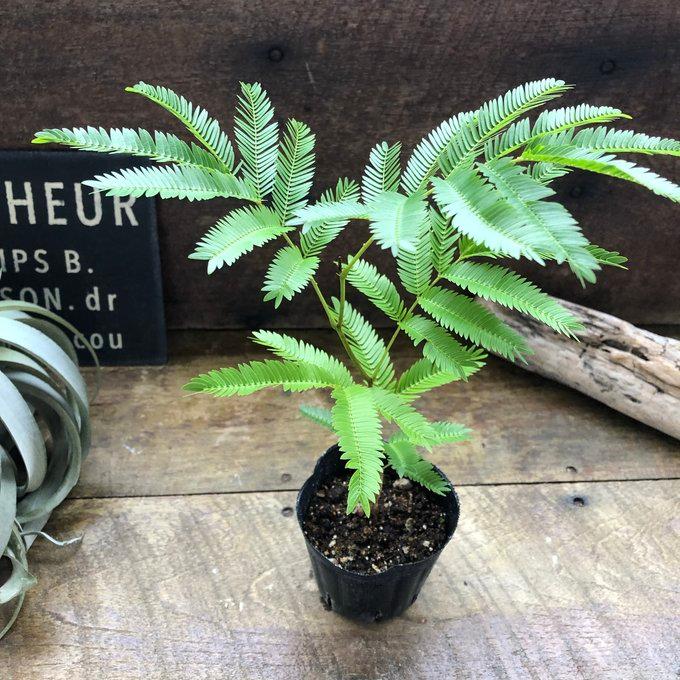 エバーフレッシュ 3号 観葉植物 インテリア : パリジェンヌ - 通販