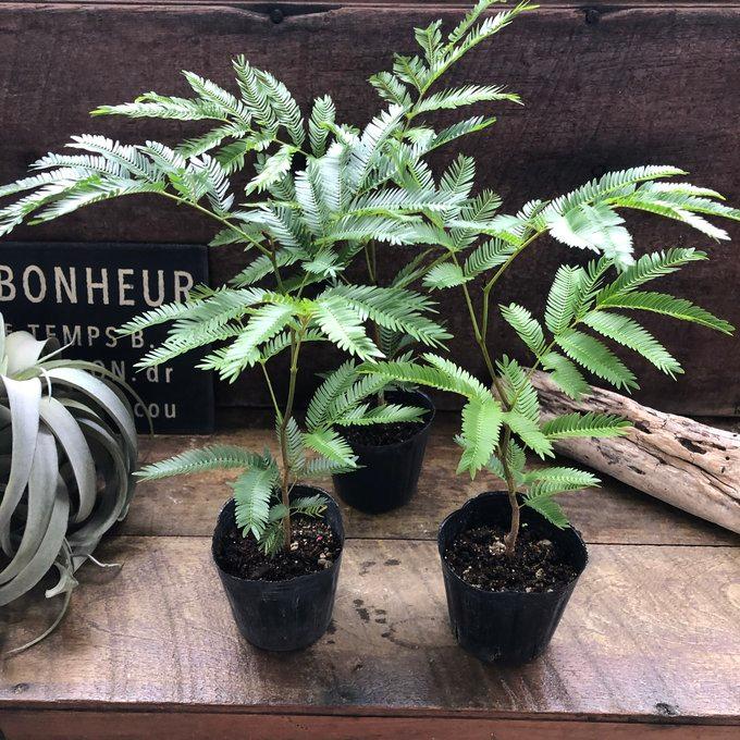 エバーフレッシュ 3号 観葉植物 インテリア : パリジェンヌ - 通販