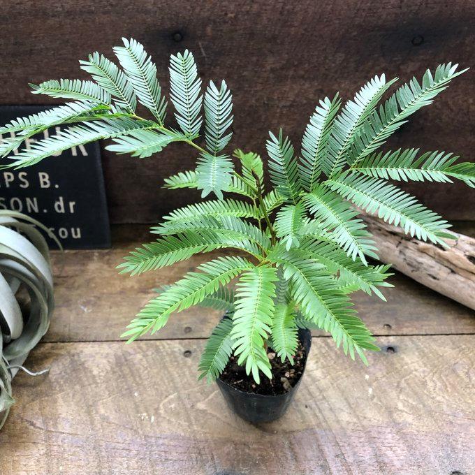 エバーフレッシュ 3号 観葉植物 インテリア : パリジェンヌ - 通販