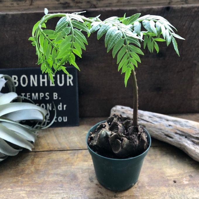 リュウビンダイ 大きい 4号 ゴツゴツした 観葉植物 シダ : パリ