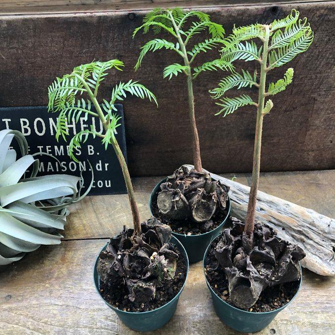 リュウビンダイ 大きい 4号 ゴツゴツした 観葉植物 シダ : パリ