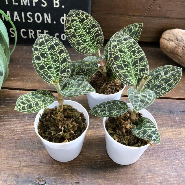 宝石蘭 キラキラ光る葉脈 ジュエルオーキッド ガーデニング : パリ