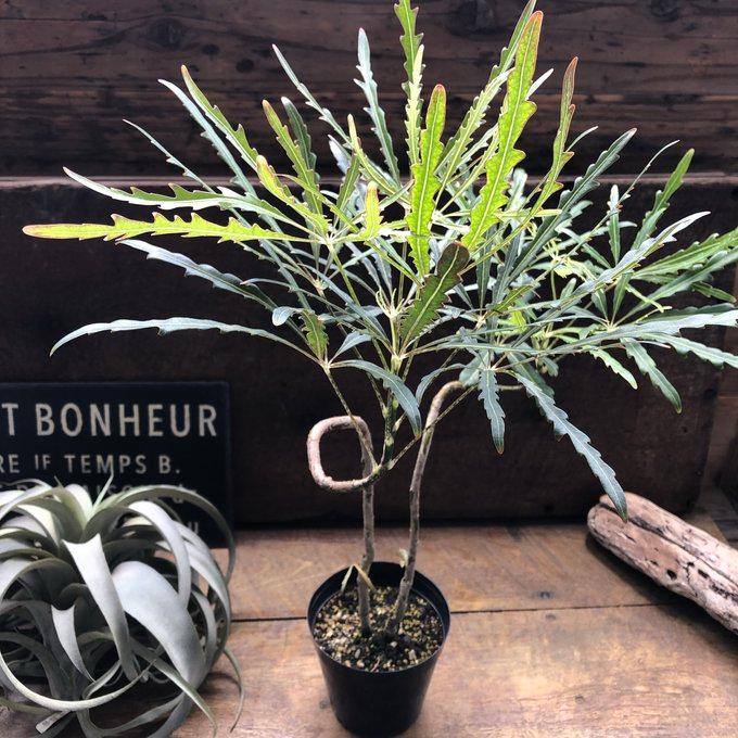 アラレア グリーンエレガンス 観葉植物 インテリア : パリジェンヌ