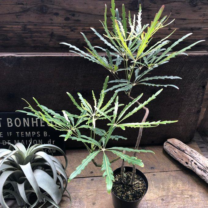 アラレア グリーンエレガンス 観葉植物 インテリア : パリジェンヌ