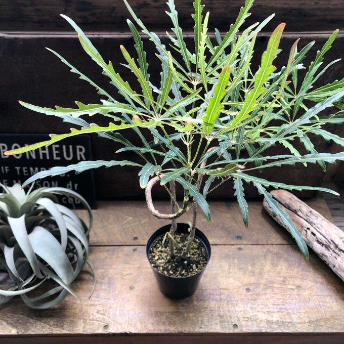 アラレア グリーンエレガンス 観葉植物 インテリア : パリジェンヌ