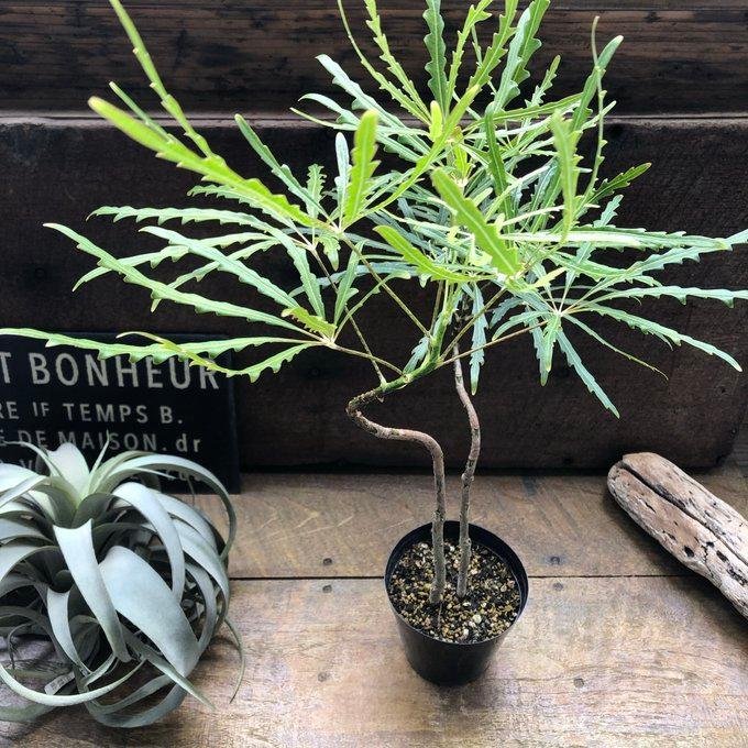 アラレア グリーンエレガンス 観葉植物 インテリア : パリジェンヌ