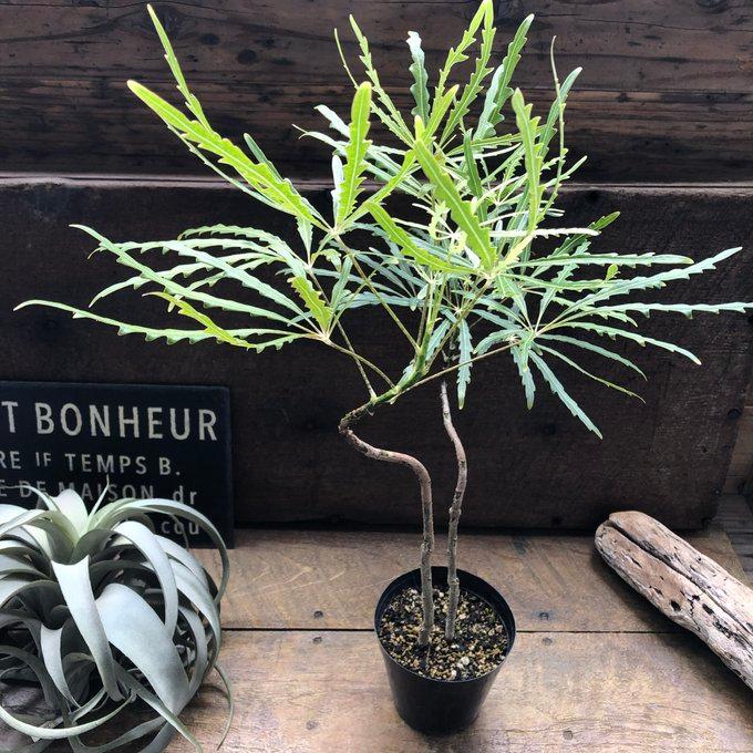 観葉植物　アラレア 楽天市場】観葉植物【ディジゴセカ属】アラレア グリーンエレガンス4.5
