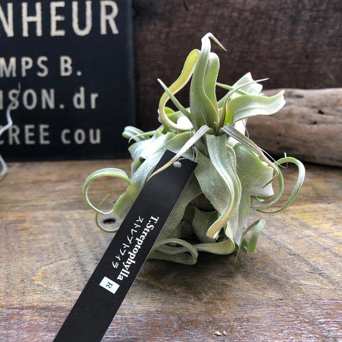 ストレプトフィラ エアープランツ 多肉植物 ガーデニング チランジア