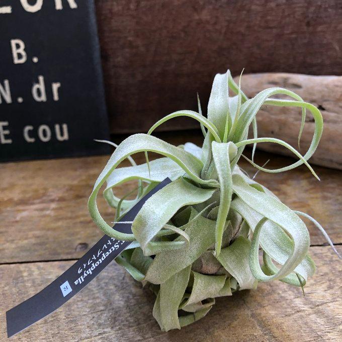 ストレプトフィラ エアープランツ 多肉植物 ガーデニング チランジア