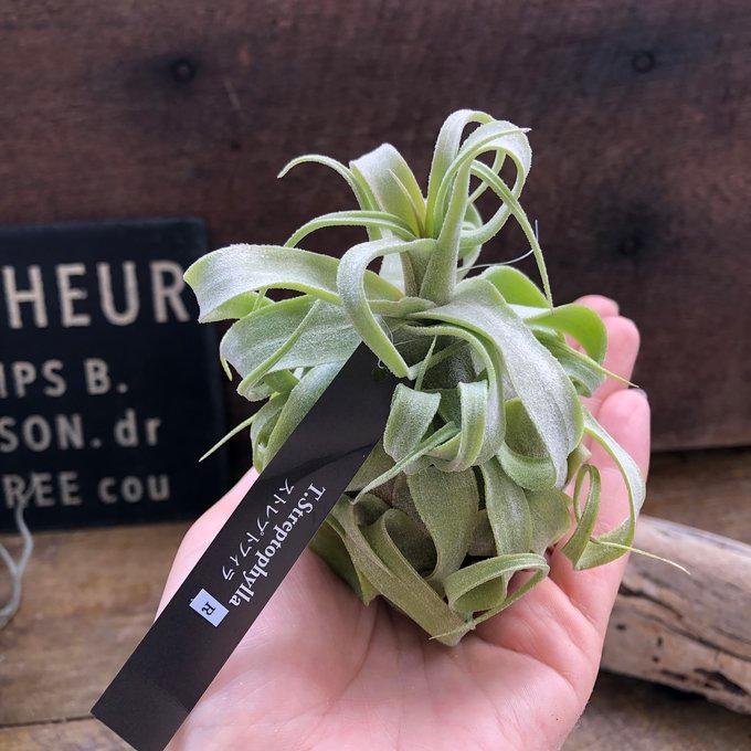 ストレプトフィラ エアープランツ 多肉植物 ガーデニング チランジア