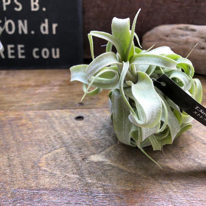 ストレプトフィラ エアープランツ 多肉植物 ガーデニング チランジア