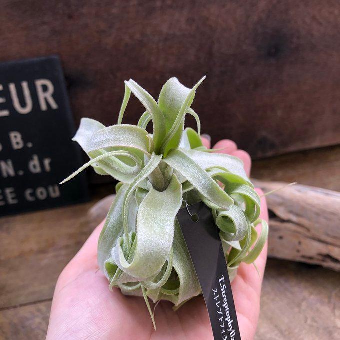ストレプトフィラ エアープランツ 多肉植物 ガーデニング チランジア