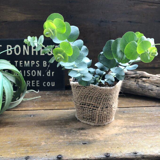 衝撃特価 ベイビーブルー ユーカリ ガーデニング 即完売