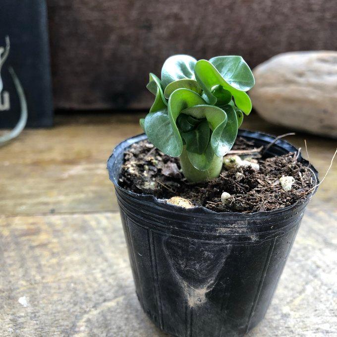 アデニウム　アラビカム　タコ足　大株 最終値下げ アデニウム アラビカム タコ足 大株 発根済み