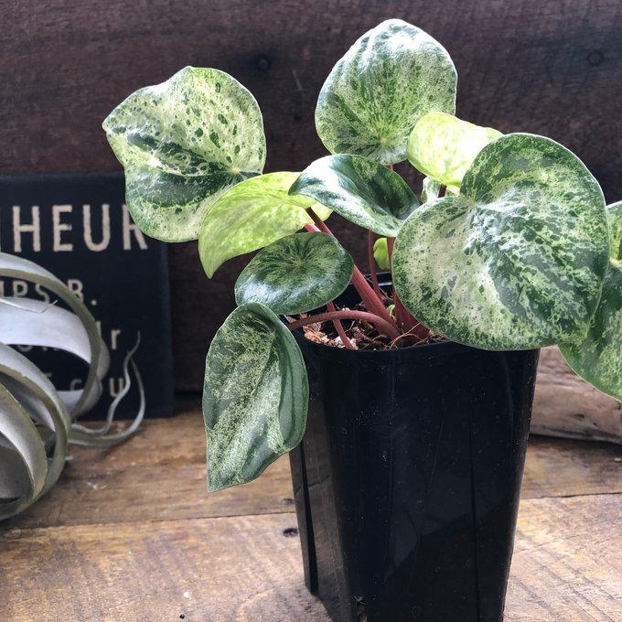 ●ポットごと♡雪兎♡斑入り♡サンデルシー♡希少♡スイカぺぺ♡ぺぺロミア♡観葉植物 雪兎 斑入りサンデルシー 希少 斑入りスイカぺぺ ぺぺロミア