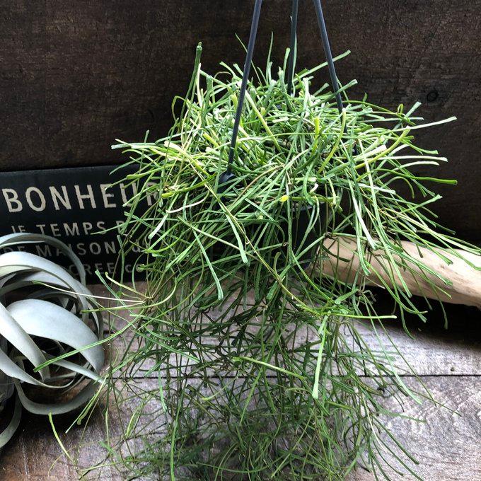 ホヤ レツーサ 吊り下げ レア品種 多肉植物 観葉植物 : パリジェンヌ