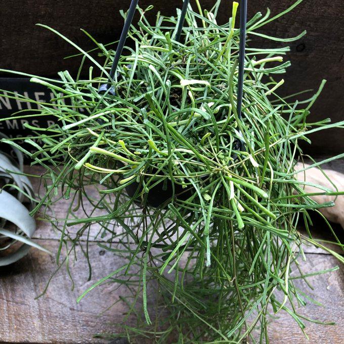 ホヤ レツーサ 吊り下げ レア品種 多肉植物 観葉植物 : パリジェンヌ