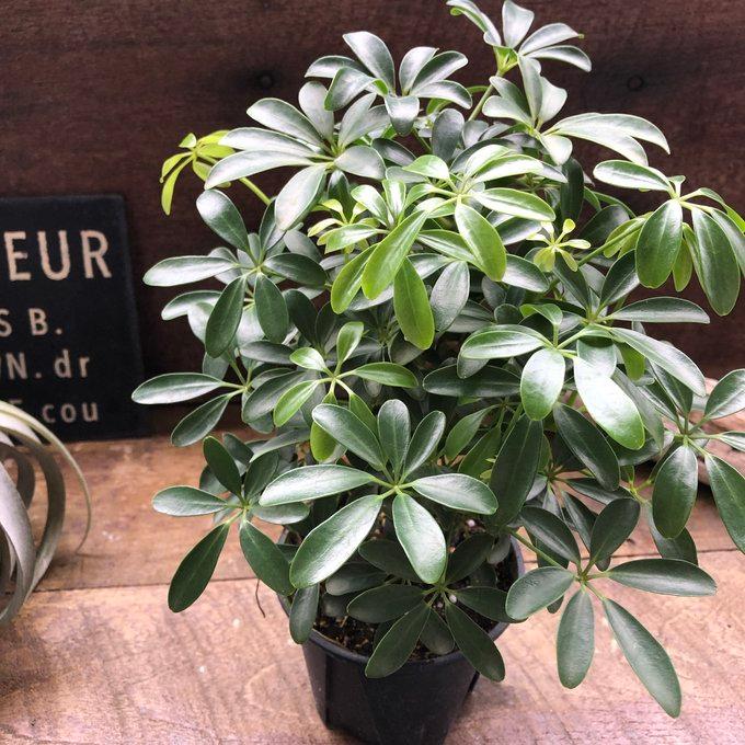 シェフレラホンコン コンパクタ シェフレラ ホンコンカポック レア品種 観葉植物 : パリ