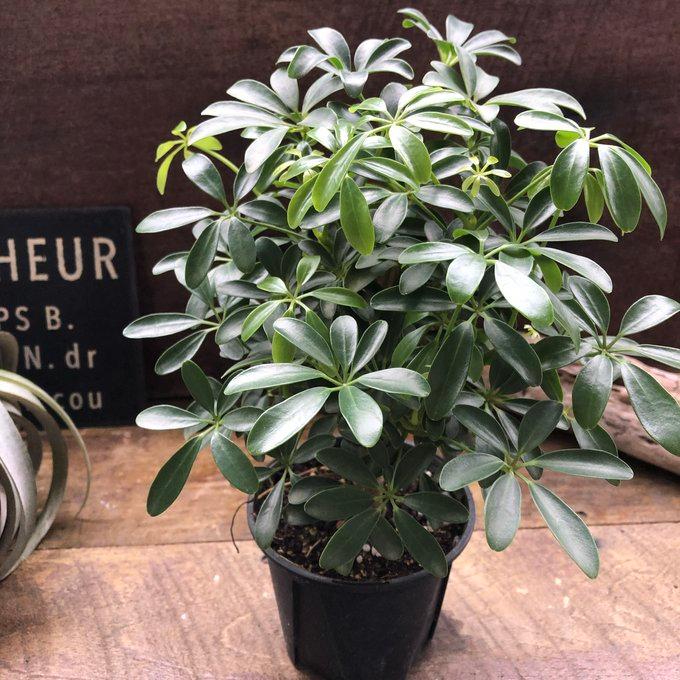 コンパクタ シェフレラ ホンコンカポック レア品種 観葉植物 : パリ
