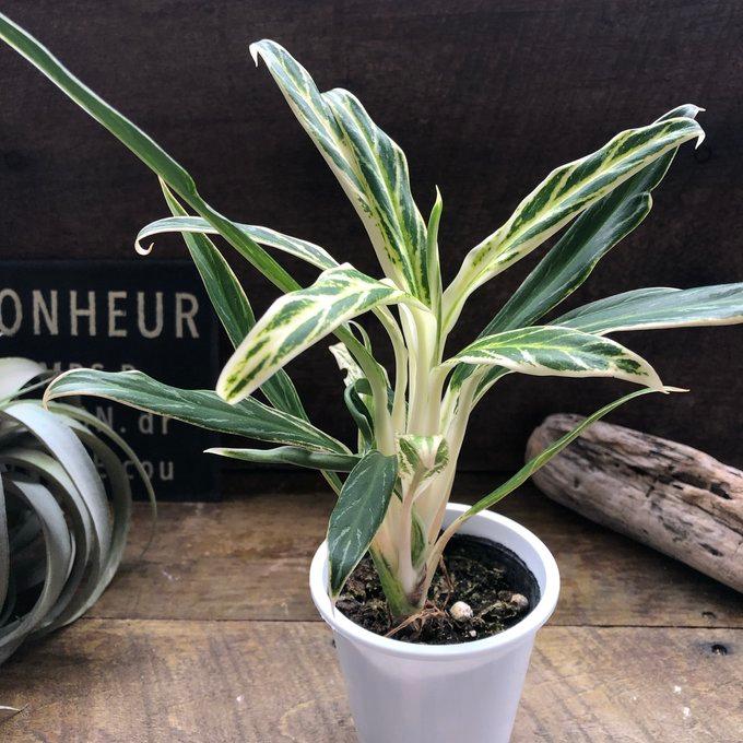 ホワイトバンブー アグラオネマ グリーン 観葉植物 : パリジェンヌ
