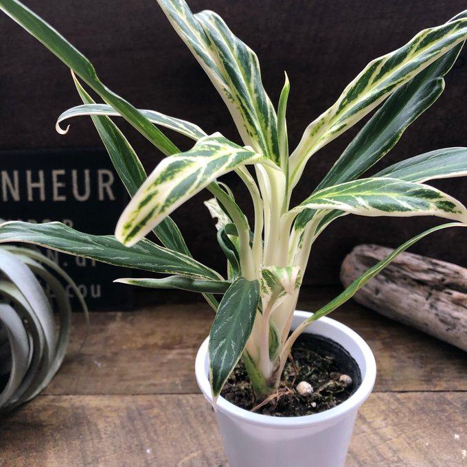 アグラオネマ 観葉植物 緑色と白の斑点の葉 アグラオネマは人気の観葉