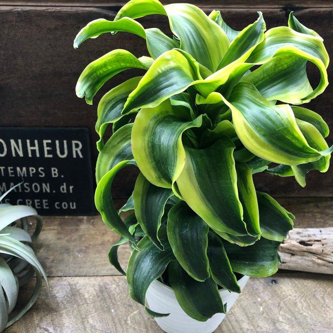希少 斑入りドラセナ トルネード（5号鉢） 観葉植物 : パリジェンヌ