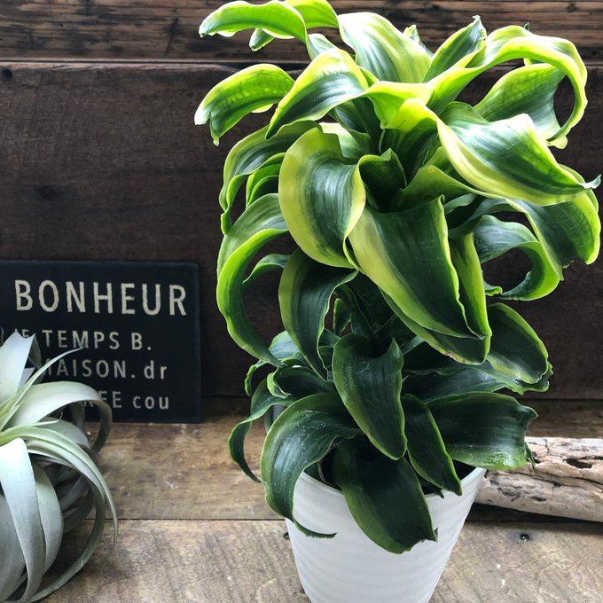 希少 斑入りドラセナ トルネード（5号鉢） 観葉植物 : パリジェンヌ