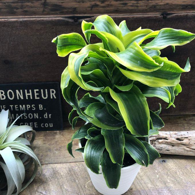 希少 斑入りドラセナ トルネード（5号鉢） 観葉植物 : パリジェンヌ