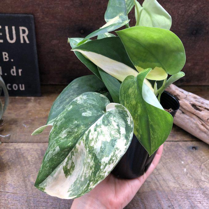 スキンダプサス・ジェイドサテン・バリエガータ 観葉植物 : パリ