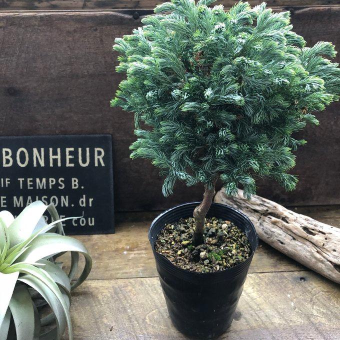 スタンド仕立て ボールバード クリスマスツリーに コニファー