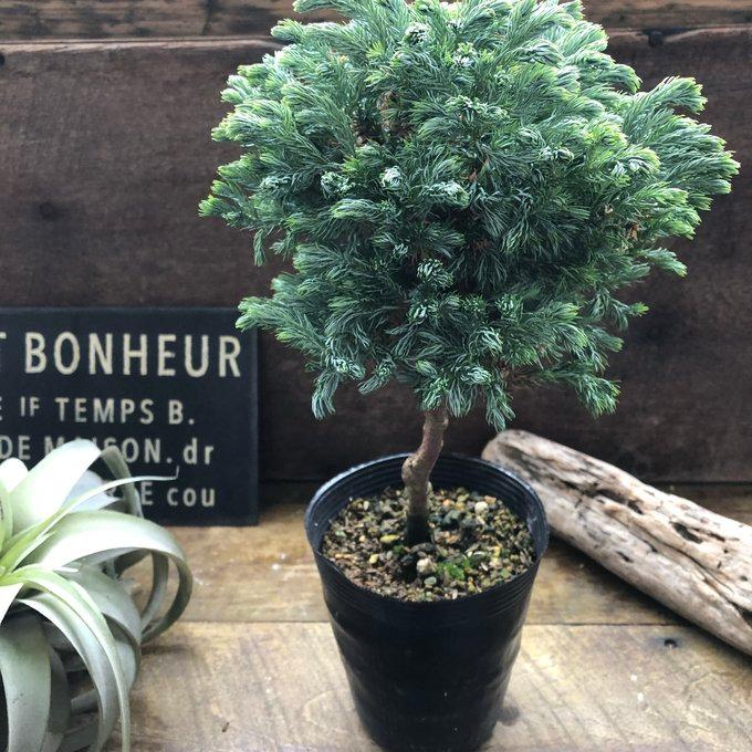 スタンド仕立て ボールバード クリスマスツリーに コニファー