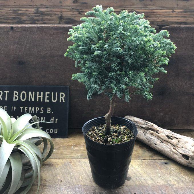 スタンド仕立て ボールバード クリスマスツリーに コニファー