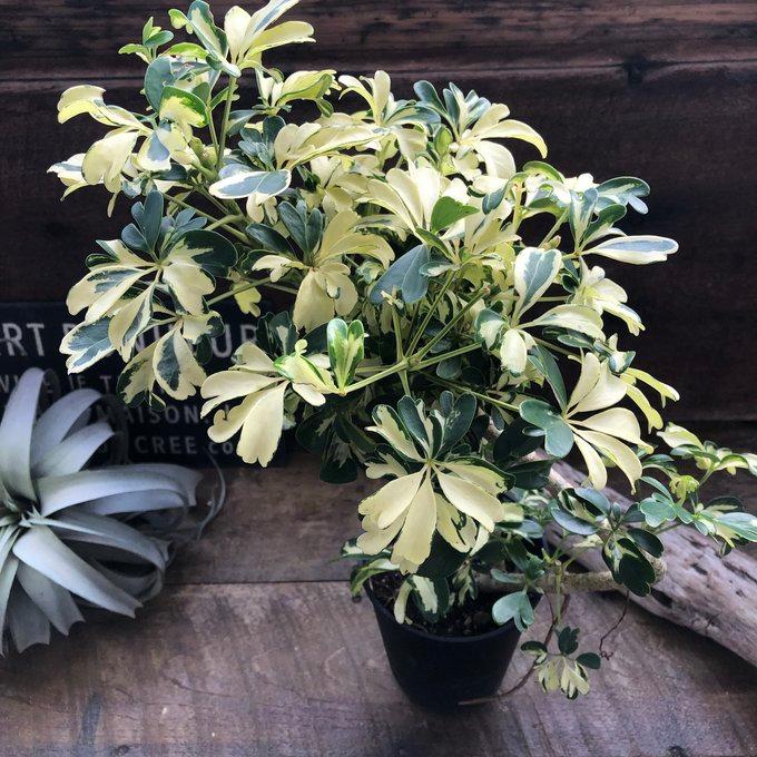 シェフレラ ジェニーネ（曲がり木） 観葉植物 : パリジェンヌ - 通販