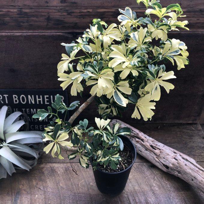 シェフレラ ジェニーネ（曲がり木） 観葉植物 : パリジェンヌ - 通販