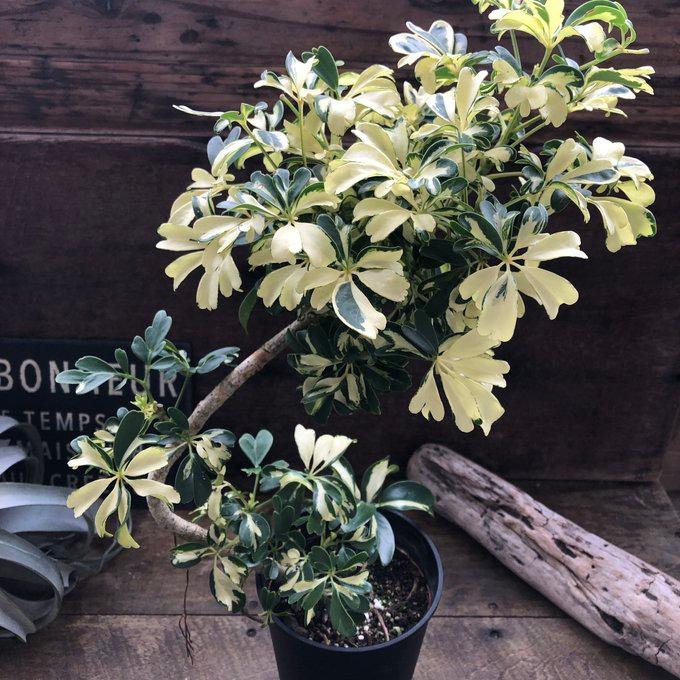 シェフレラ ジェニーネ（曲がり木） 観葉植物 : パリジェンヌ - 通販