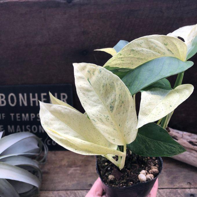 モンステラ ラニアータ・ミント レア品種 観葉植物 : パリジェンヌ